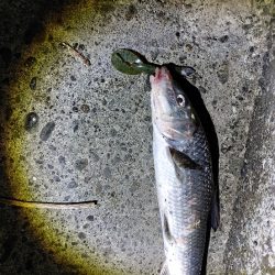 なんとかニゴイを釣りました