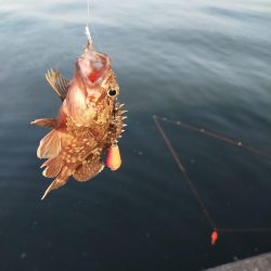 2年越しのタチウオ