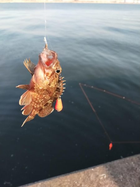 2年越しのタチウオ