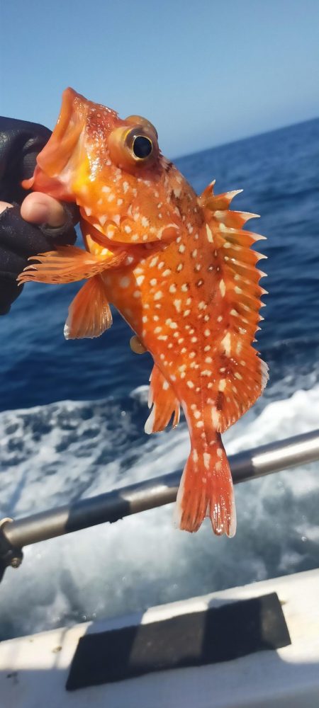 根魚はいる
