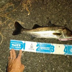 会社帰り釣行は激熱だった!