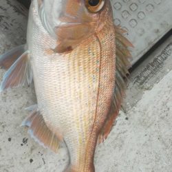 アオハタ高活性