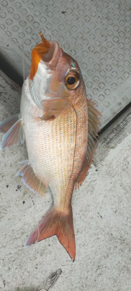 アオハタ高活性