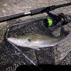 名古屋港シーバス