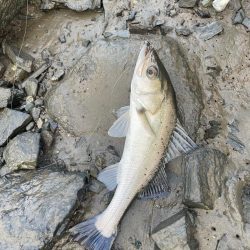 夕食にシーバスを頼まれて