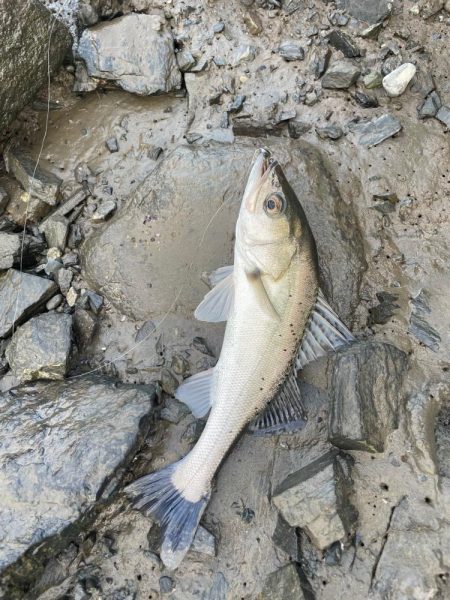 夕食にシーバスを頼まれて