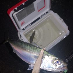 アジング練習　317