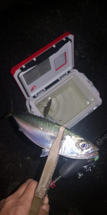 アジング練習　317