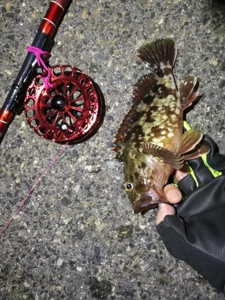 2021/10/02 南港ヘチ釣り