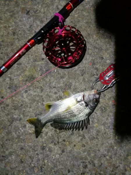 2021/10/03 南港ヘチ釣り（根魚狙い）