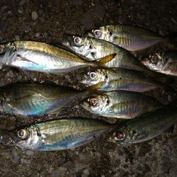 豆アジも考えを変えれば