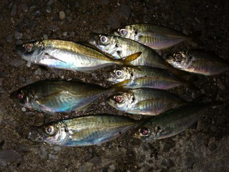 豆アジも考えを変えれば