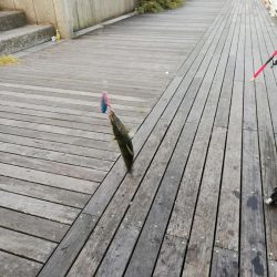 あいもかわらず鯖オンリー