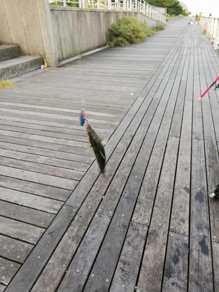 あいもかわらず鯖オンリー