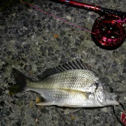 2021/10/04 南港ヘチ釣り