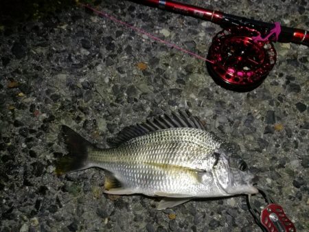 2021/10/04 南港ヘチ釣り