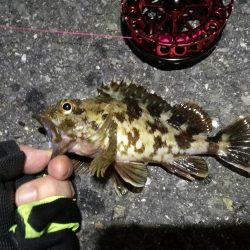 2021/10/06 南港ヘチ釣り