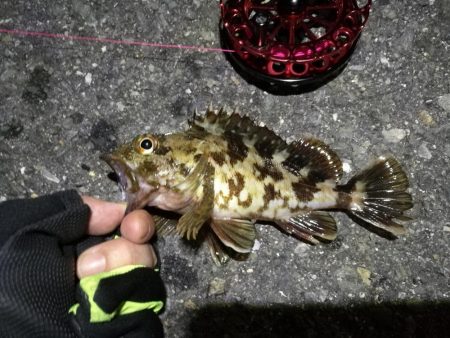 2021/10/06 南港ヘチ釣り