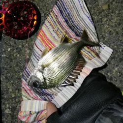 2021/10/07 南港ヘチ釣り（根魚狙い）