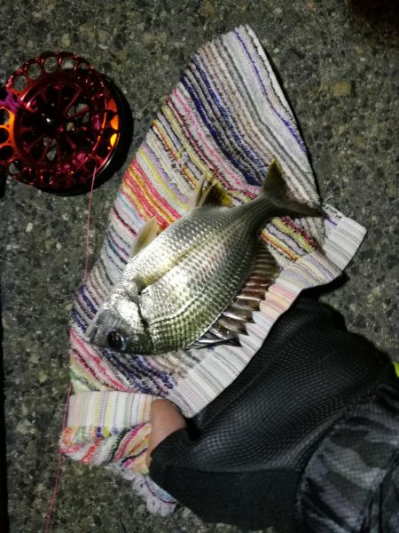 2021/10/07 南港ヘチ釣り（根魚狙い）