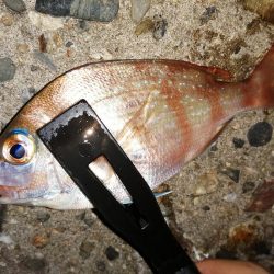 豆アジ時々アジ