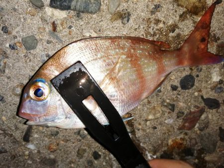 豆アジ時々アジ