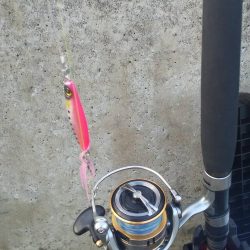 やっとメジロ(ギリギリ)