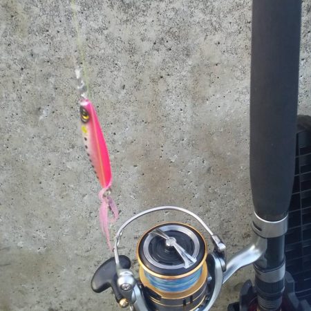 やっとメジロ(ギリギリ)