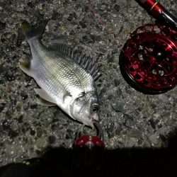 2021/10/09 南港ヘチ釣り