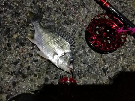 2021/10/09 南港ヘチ釣り