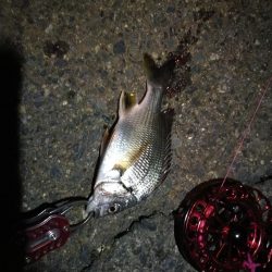 2021/10/10 南港ヘチ釣り（根魚狙い）