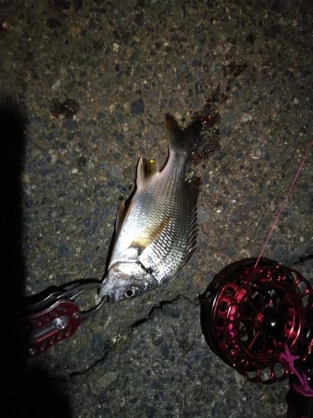 2021/10/10 南港ヘチ釣り（根魚狙い）