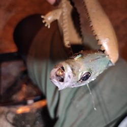 アジングしてたら…