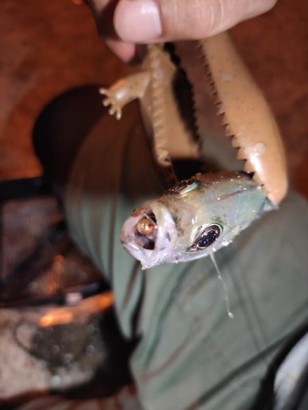 アジングしてたら…