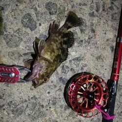 2021/10/14 南港ヘチ釣り