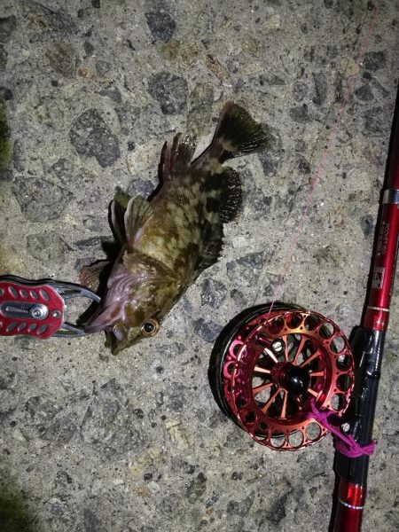 2021/10/14 南港ヘチ釣り