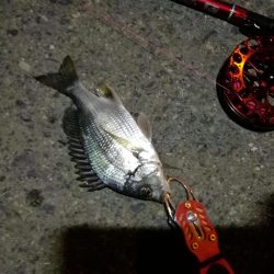 2021/10/15 南港ヘチ釣り（根魚狙い）