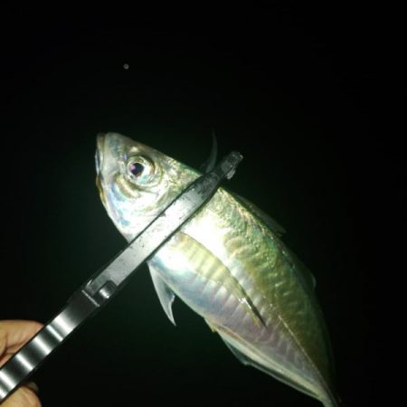 (尺アジ)フロートゲーム