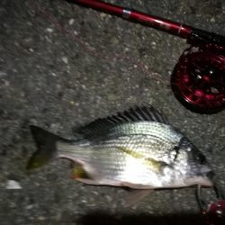 2021/10/17 南港ヘチ釣り