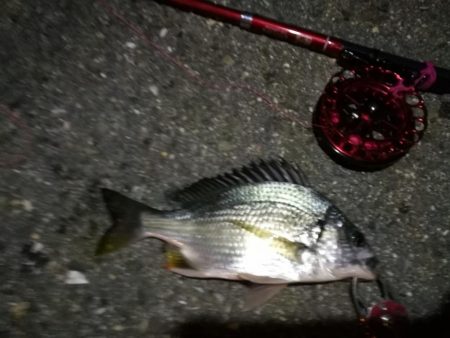 2021/10/17 南港ヘチ釣り