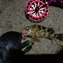 2021/10/18 南港ヘチ釣り(根魚狙い)