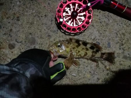 2021/10/18 南港ヘチ釣り(根魚狙い)