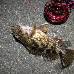 2021/10/21 南港ヘチ釣り