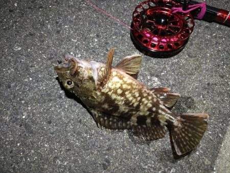 2021/10/21 南港ヘチ釣り