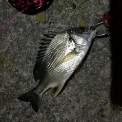 2021/10/22 南港ヘチ釣り（根魚狙い）