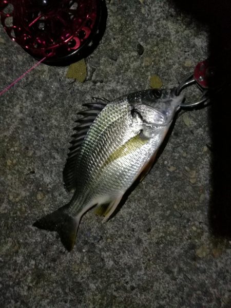 2021/10/22 南港ヘチ釣り（根魚狙い）