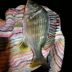 2021/10/24 南港ヘチ釣り