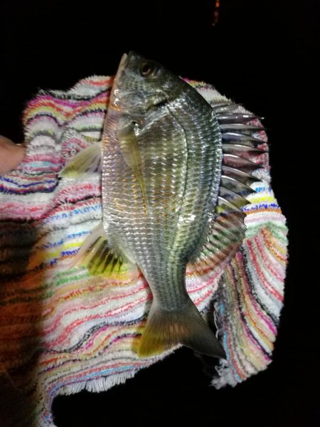 2021/10/24 南港ヘチ釣り