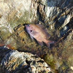 フカセ‥最高ですネ・・