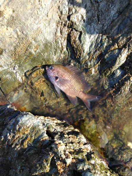 フカセ‥最高ですネ・・